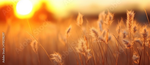 Tall grass field with setting sun