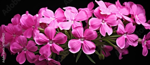 Pink flowers in close-up view