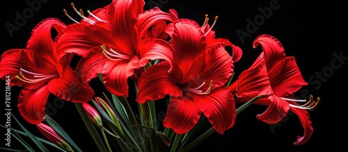 Red flowers in vase on dark...