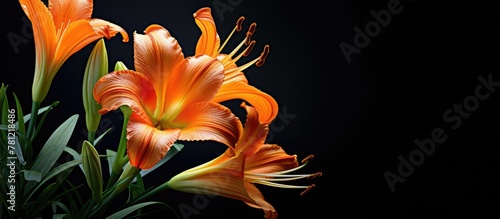 Blooming hemerocallis fulva in vase with two orange flowers photo