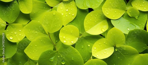 Green leaves with water dro...