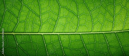 Green leaf with thin line o...