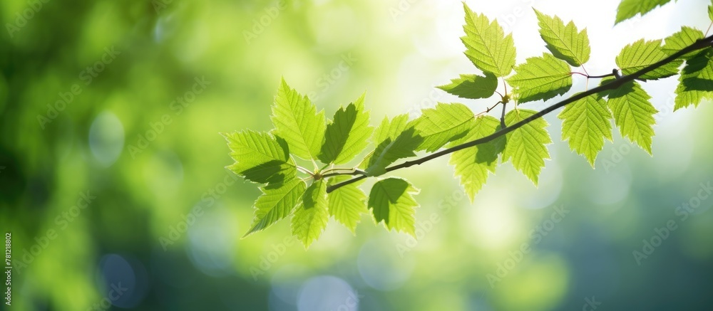 Close up of vibrant green tree branch Close up of vibrant green tree branch