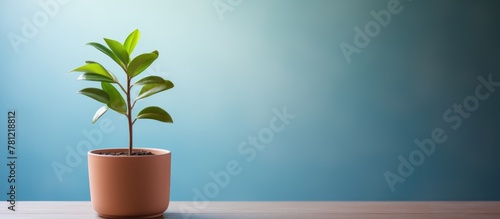A lush green plant in a sma...