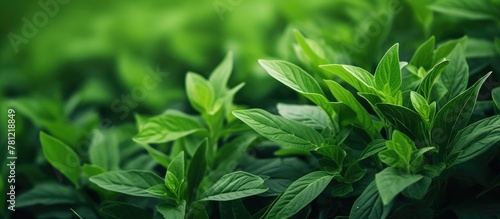 Green plants cluster closeup