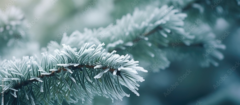 Frost on spruce tree close-up