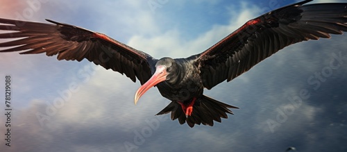 Frigatebird Soaring Sky Male