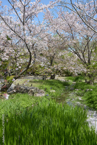 春の渉成園 庭園の桜 京都市下京区