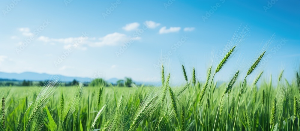 Fototapeta premium Green grass field with distant mountains