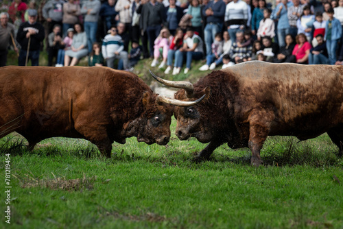 A traditional Bull Fight during the popular party of Father is Day, Portugal.