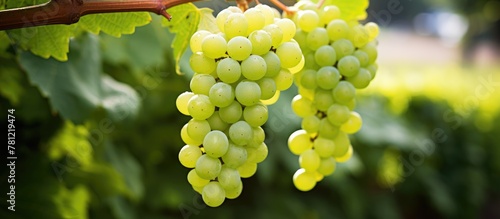 Green grapes on vine