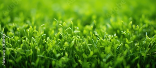 Lush green field close-up with blurred backdrop