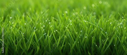 Green grass field water droplets close up