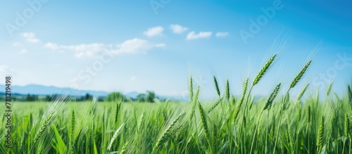 Green grass field with distant mountains