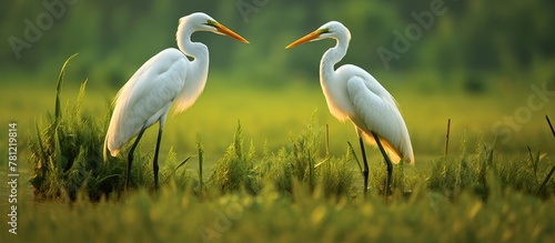Two elegant white herons in tall grass