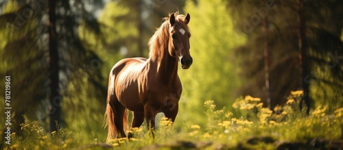 Brown horse in grassy field