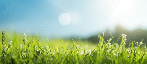Sunny Grass Field Close-Up