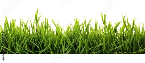 Green grass field on white backdrop