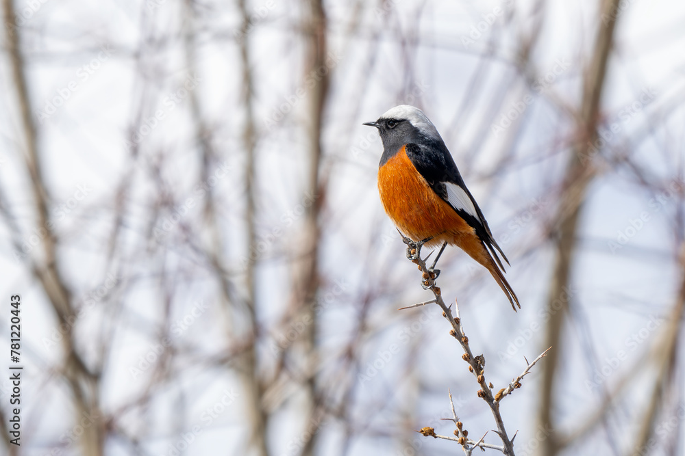 Güldenstädt's Redstart - Phoenicurus erythrogastrus, beautiful colored perching bird from Central Asian mountains, Spiti valley, Himalayas, India. Güldenstädt's Redstart - Phoenicurus erythrogastrus, beautiful colored perching bird from Central Asian mountains, Spiti valley, Himalayas, India.