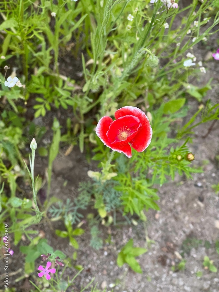 Vertical top view of a Common poppy growing on the soil Vertical top view of a Common poppy growing on the soil