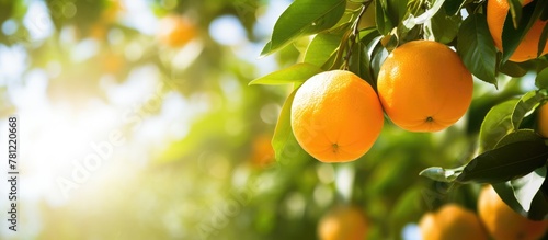 Oranges hanging on tree in ...