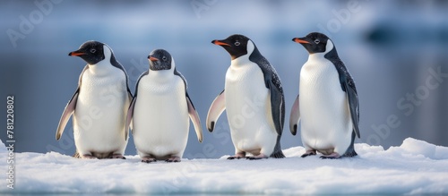 Penguins on Snowy Shoreline...