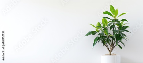 Green plant in white pot on...