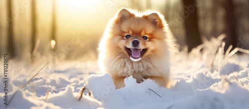 Dog enjoying snowy winter run © vxnaghiyev