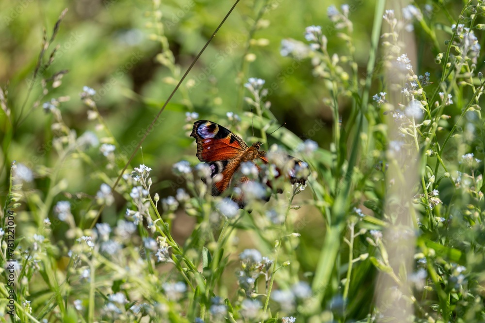 Closeup of Aglais io butterfly perching on plant Closeup of Aglais io butterfly perching on plant