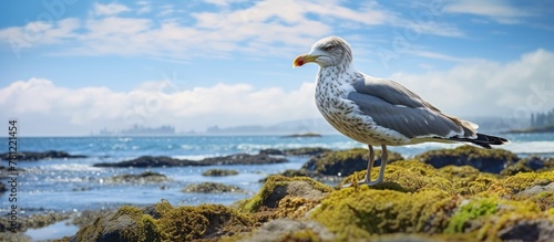 Seagull perched on coastal ...