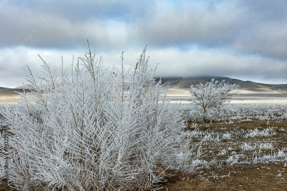 Aerial view of frozen trees and plants in background of mountains Aerial view of frozen trees and plants in background of mountains