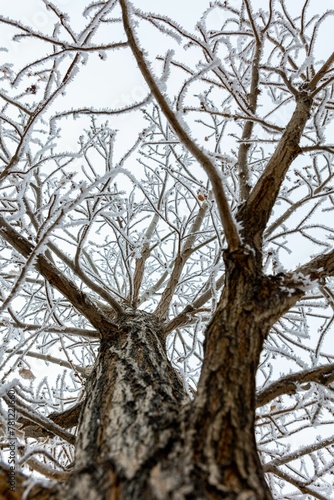 Low angle shot of frozen tree u