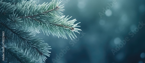 Snow-covered pine branch cl...