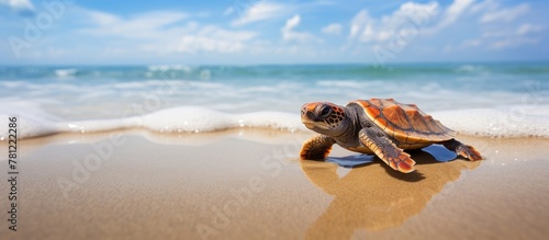 Baby loggerhead turtle on Sri Lankan palm beach