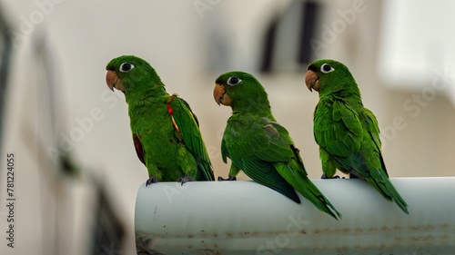 Selective of white-eyed conures (Psittacara leucophthalmus) on a chair photo