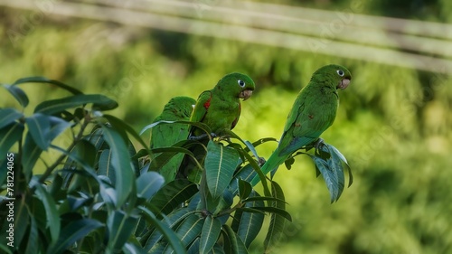 Selective of white-eyed conures on branches photo