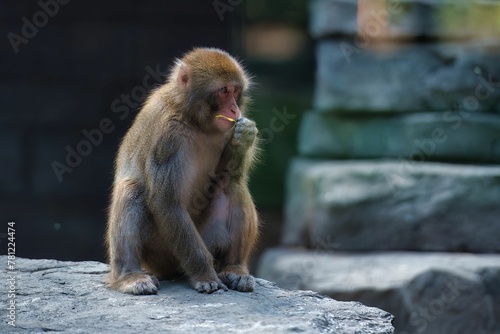 Closeup of a Japanese macaque (Macaca fuscata) sitting on a rock photo
