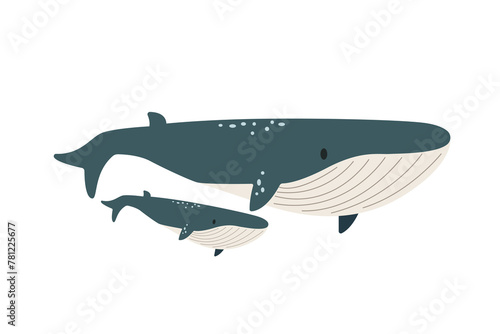 Vector flat illustration isolated on white background  sea animals illustration  vector flat big whale with a baby whale  marine life