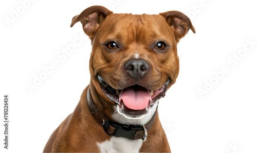 Happy Staffordshire Bull Terrier with Tongue Out