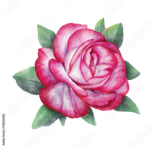 Pink rose with leaves isolated.