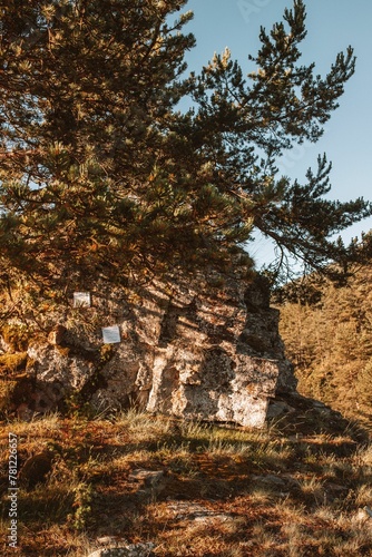 Vertical shot of a large stone covered with a tree on a hill on a sunny day