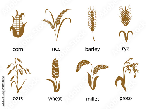 Icon set of cereals with rice, rye, wheat, corn, oats, barley, millet. The concept of marking organic products, agriculture, grain, bakery products, healthy food.	