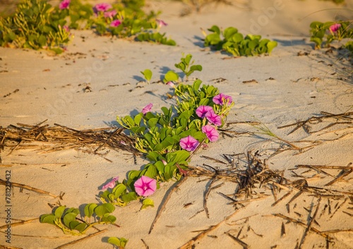 Closeup of beautiful Ipomoea pes-caprae flowers on a sandy beach during sunrise photo