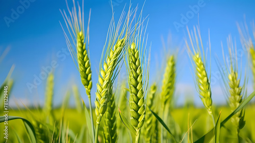 close-up view of ears of young green wheat  clear blue sky with blur effect in the background   agricultural field   farm