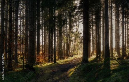 Warm sun rays shining through a dark pine forest, illuminating the soft green mossy land
