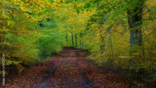 Endless pathway between beeches, covered with autumn dead-leaves during daytime