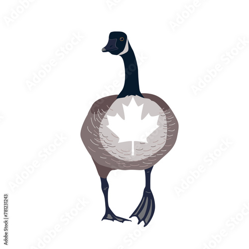 Canada goose bird with Canadian flag maple leaf on its chest. Vector isolated illustration © Toltemara