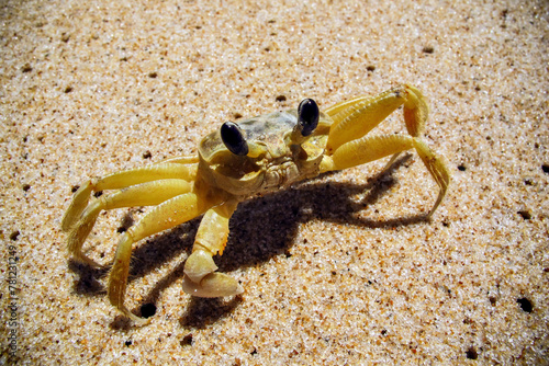 A crab on the beach, close up