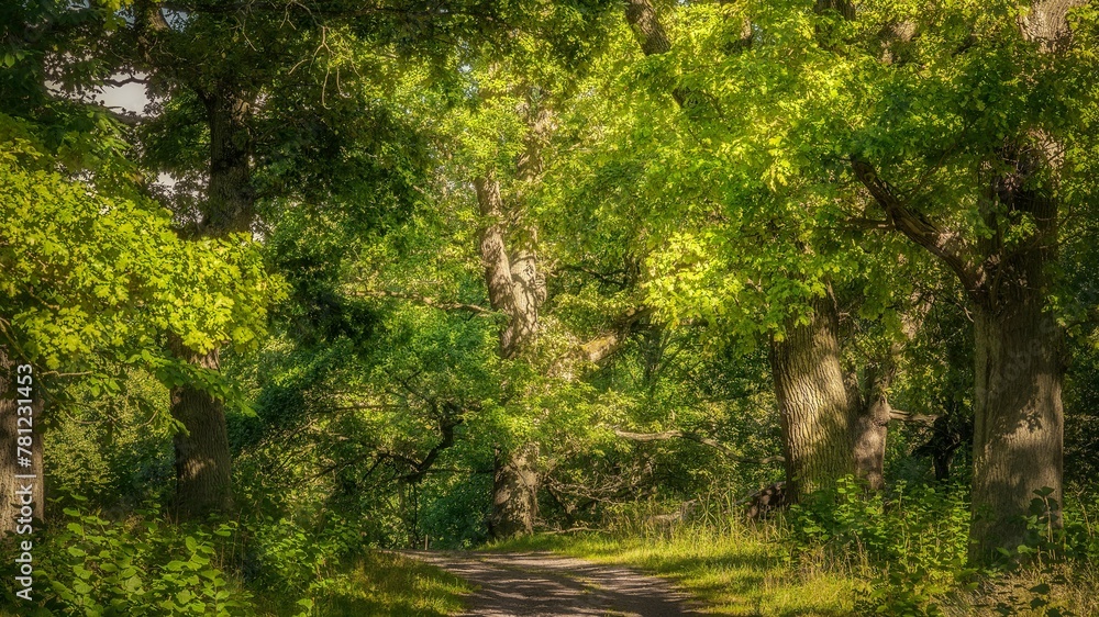 Mesmerizing shot of a pathway in the forest with green oak trees in summer