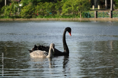 Selective focus shot of Black and gray Swans swimming in a lake in a park